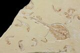 Fossil Guitar Ray (Rhinobatos) With Thirty Fish - Lebanon #165875-3